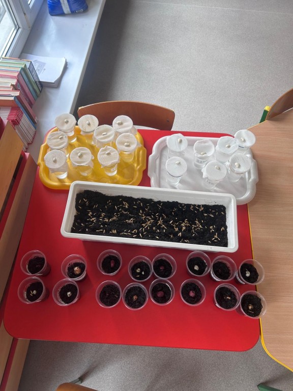 Posadzone cebulki i fasolki w doniczkach 