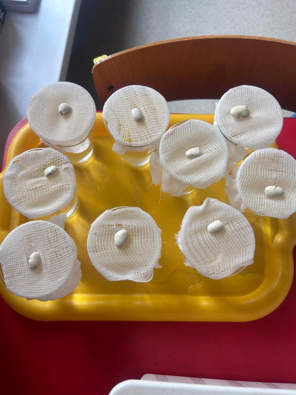 Fasolki w kubeczkach