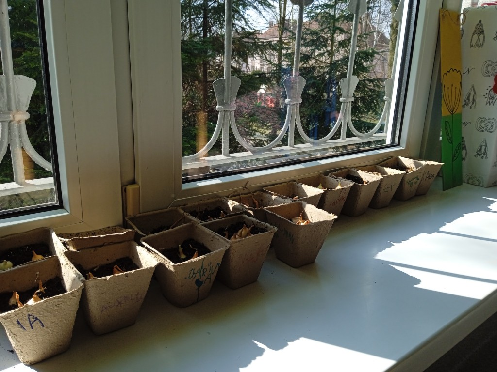 przedszkolne sadzonki