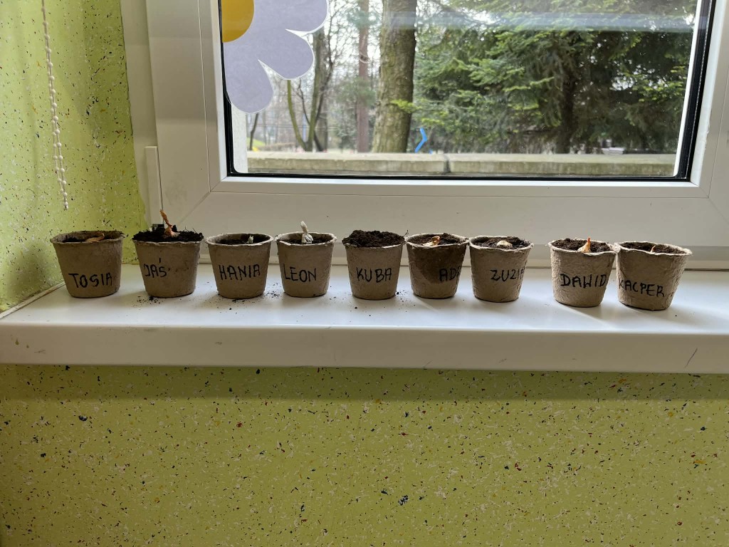 posadzone cebulki w doniczkach z imionami